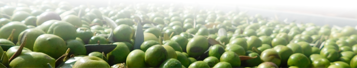 Manuale tecnico per lo strutturista